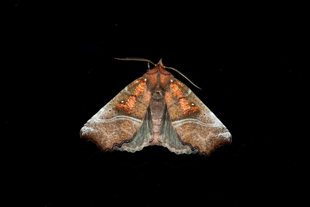 Herald moth (Scoliopteryx libatrix)