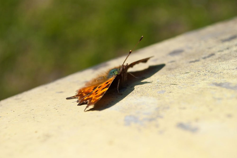 Butterfly