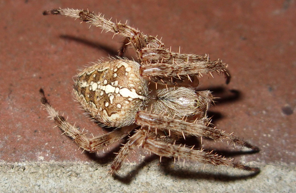 Cross spider