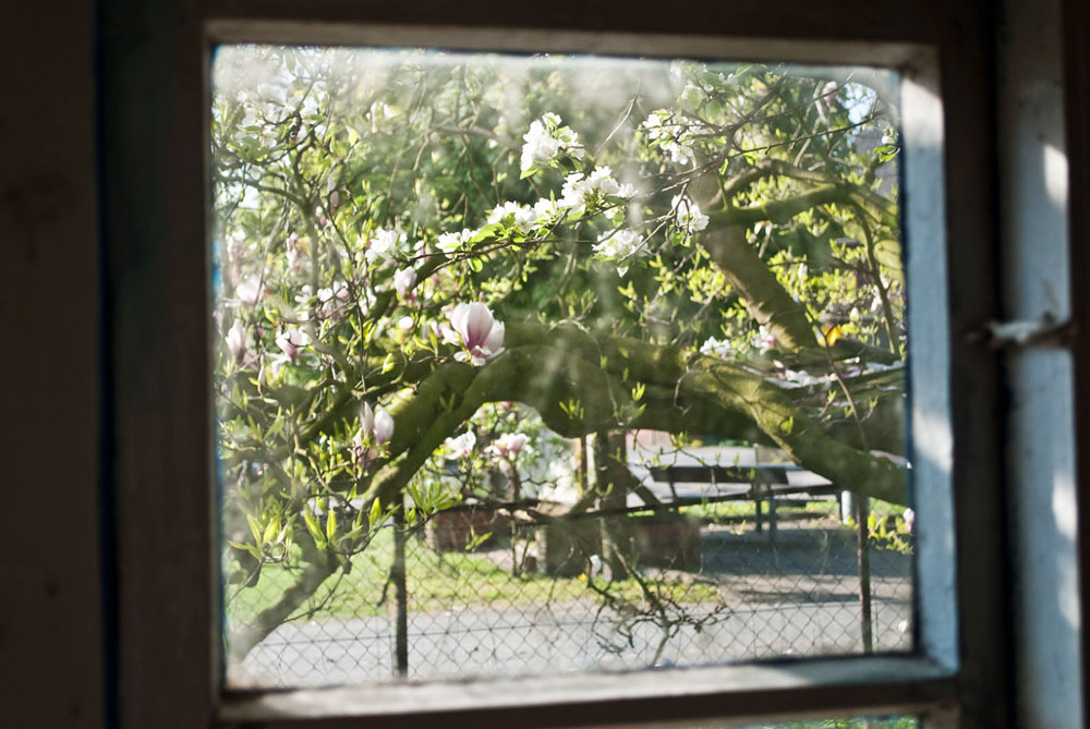 Magnolia