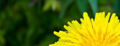 Taraxacum officinale